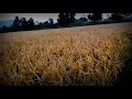 Hamare Yaha Ke Khet Ka Dhan MK Madhu Korram Official Status Videos Trending Whatsapp Status Video