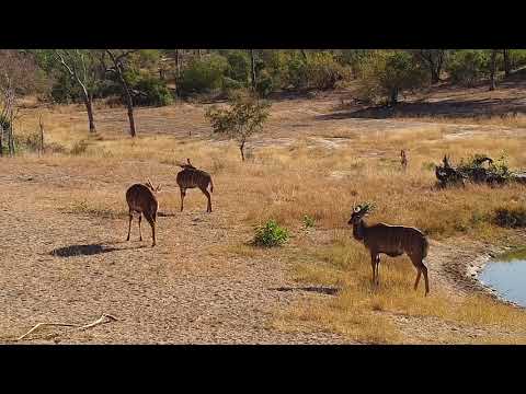Djuma: Young Nyala bulls- 09:22 - 06/23/19