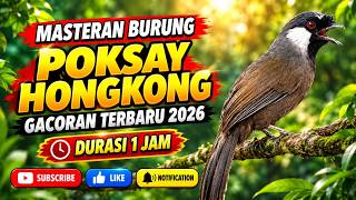 Download lagu MASTERAN POKSAY HONGKONG GACOR‼️ MASTERAN TERBAIK FULL ISIAN MERDU TERBARU 2026 mp3