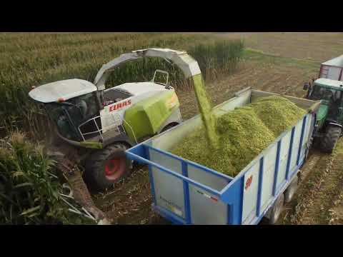 Corn Silage 2023 - Mega trincea mais secondo raccolto 🌽 - Az. Agr. Giustetto F.lli - Carignano (TO)