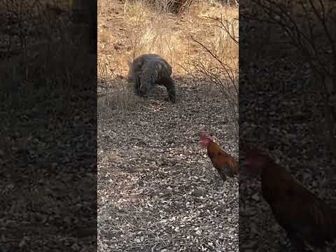 Komodo hunting Rooster | full videos on comments #komodo #trending #shorts #animal
