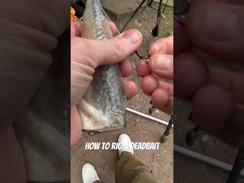 How to rig a deadbait for pike. #pikefishing #fishing #deadbait #shorts #toturial