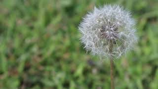 Banks-Someone New (Lyrics)