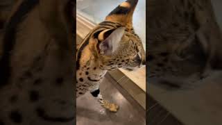 【おはようサーバルシリーズ⑥】