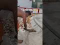 Ayodhya Mandir Jai Shree Ram Ayodhya Mandir Shortsfeed Shortsvideo