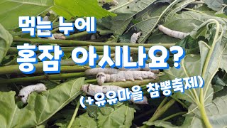 먹는 누에. 홍잠 아시나요? 치매, 파킨슨 예방 및 간기능 개선.. 농가직접 가공생산. 유유마을 방문후기.