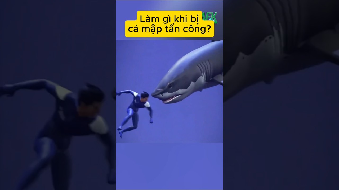 Làm gì khi bị cá mập tấn công?