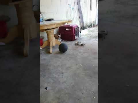 Is this spooky to u? It scared my dog and been hanging out since 8:30 this morning