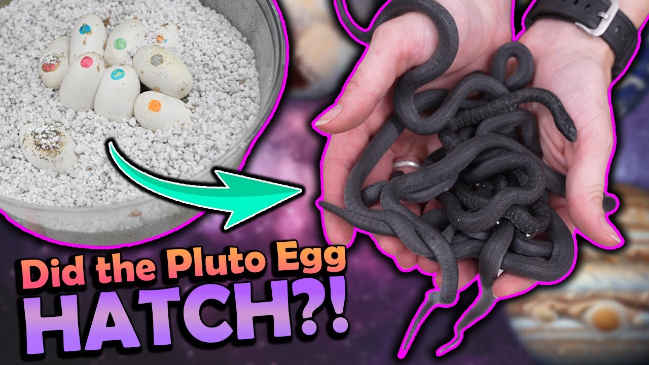 Baby Mexican Black Kingsnakes Hatching!!