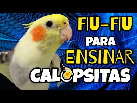 ASSOBIO 'Fiu-Fiu' para ensinar CALOPSITA a cantar | Ensine sua Calopsita a Cantar MUITO FÁCIL
