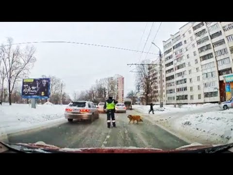 WHY DID THE DOG CROSS THE ROAD ?