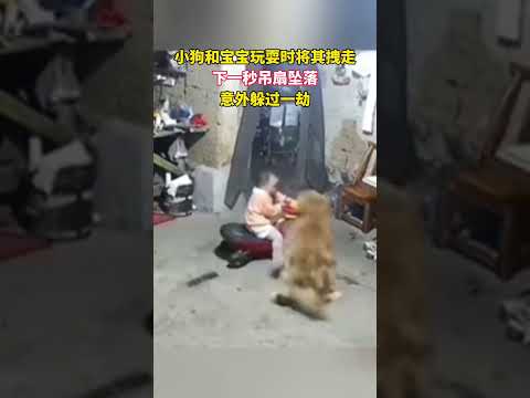 小狗和宝宝玩耍时将其拽走，下一秒吊扇坠落，意外躲过一劫 #狗狗 #万物皆有灵性