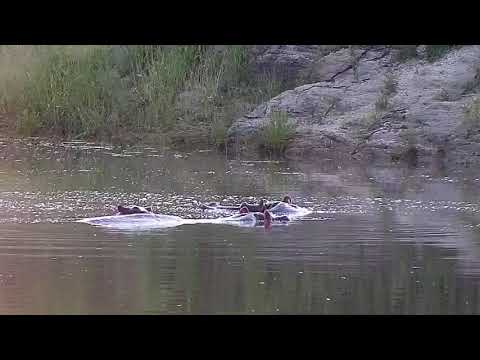 Djuma: Hippos - 05:47 - 01/28/21