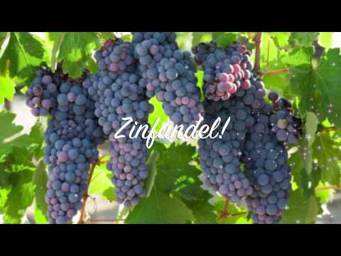 Pinot Noir, Merlot, Cabernet Sauvignon, Shiraz, Syrah, Zinfandel Red Wine Overview