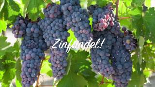 Pinot Noir, Merlot, Cabernet Sauvignon, Shiraz, Syrah, Zinfandel Red Wine Overview