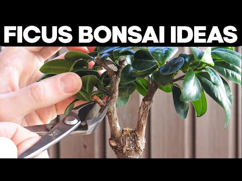 , title : 'Ficus Bonsai Trees - Pruning and Shaping Ideas 🌱'