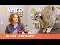 Lemurs Visit the Vet | Dr. T Lone Star Vet | National Geographic Wild UK