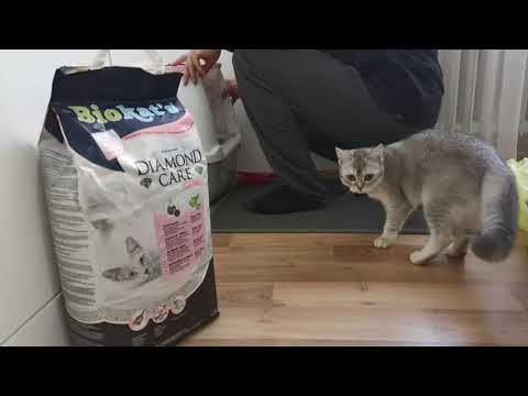 CAT LITTER CHANGE (British Shorthair Cat)