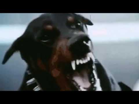 OGCALE - MALA RAZA (GIPSYDRILL)