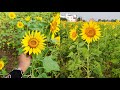 A Trip To Sunflower Field Tamilnadu Tamil Vlog Coming Soon FM Tamilnadu Shorts