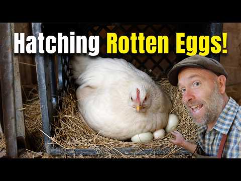 After 5 Weeks on Rotten Eggs, This Hen's Surprise Revealed