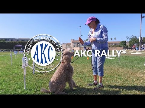 AKC Rally® | Intro to Dog Sports