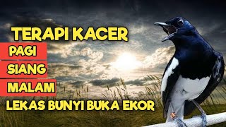 Download lagu TERAPI KACER GACOR ISIAN PAGI HARI NEMBAK KASAR ATASI KACER MACET BUNYI LANGSUNG NYAUT BUKOR mp3 Download lagu TERAPI KACER GACOR ISIAN PAGI HARI NEMBAK KASAR ATASI KACER MACET BUNYI LANGSUNG NYAUT BUKOR mp3