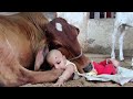 #cute #baby girl with cow 2 #gaiya  please subscribe channel