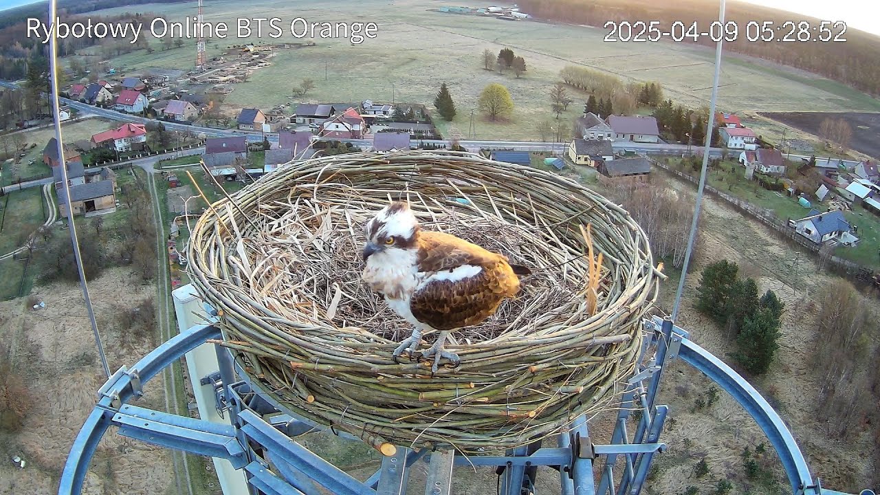 Live webcam view of Osprey Nest Cam at Barlinek