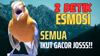 Download lagu Anis manapun bakal GACOR dan EMOSI dengan kicau Anis Merah NRAKTAK ini mp3