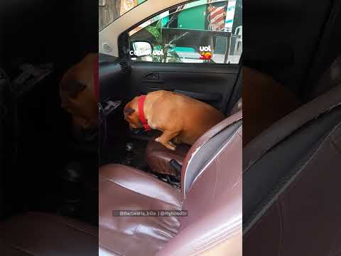 Maria gasolina? Cachorro faz de tudo para não sair do carro após passeio