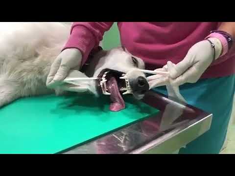 Mandibular fracture in a dog - Veterinary Video