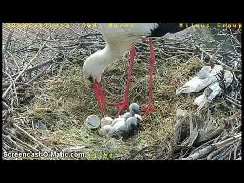 Dumbravioara 22.05.15