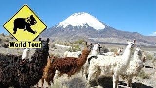 preview picture of video 'Parc de Lauca au chili amerique du sud Tour du monde'