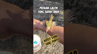 Download lagu Prenjak lumut jantan gacor #shorts mp3