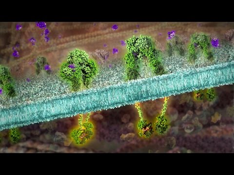 Endokrinen Pankreas-Diabetes Diabetes ist bei Raten setzen