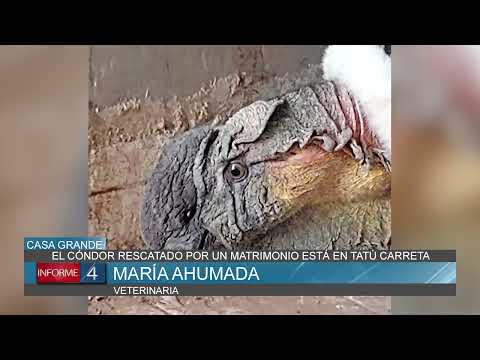 EL CÓNDOR RESCATADO POR UN MATRIMONIO ESTÁ EN TATÚ CARRETA