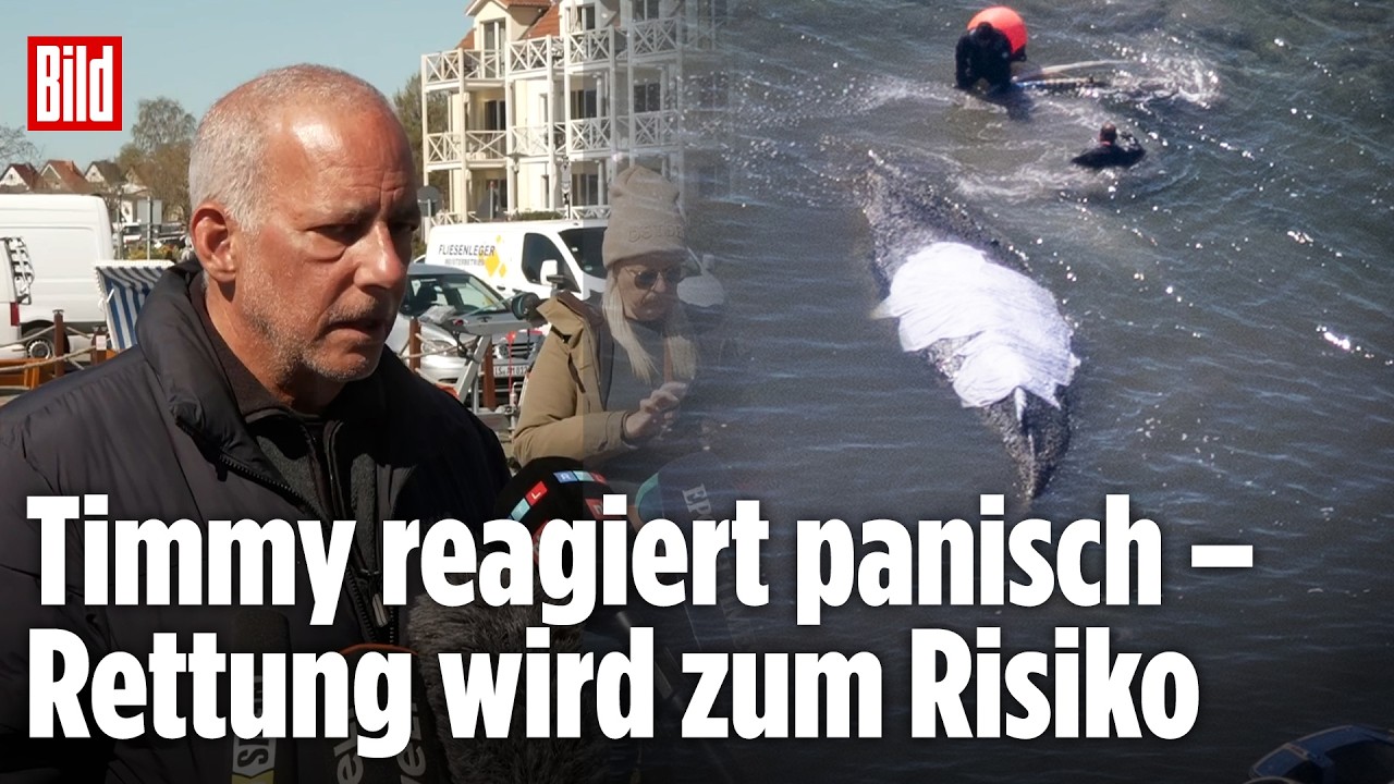 Neuer Experte: Wal-Flüsterer zum Zustand von Buckelwal Timmy in der Ostsee
