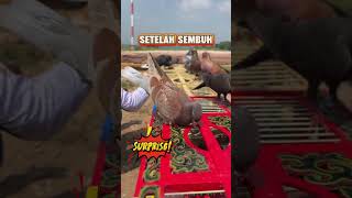 Download lagu UDAH TAU OBATNYA‼️ #merpati #syifanajwamerpati #merpatikolong #merpatiku mp3 Download lagu UDAH TAU OBATNYA‼️ #merpati #syifanajwamerpati #merpatikolong #merpatiku mp3