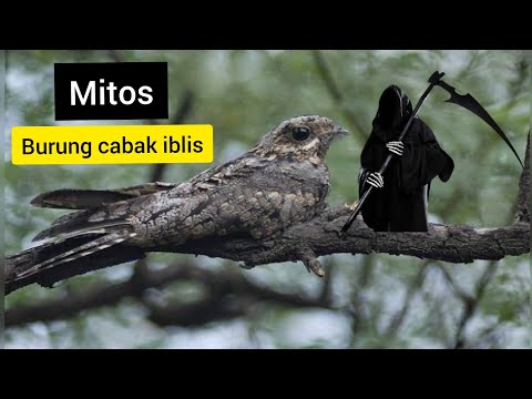 Mitos Cabak iblis. burung malam