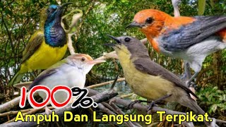 Download lagu SUARA PIKAT PILIHAN SOGON. PRENJAK BAWAH. KEMADE. REMETUK LAUT. SANGAT AMPUH.. mp3 Download lagu SUARA PIKAT PILIHAN SOGON. PRENJAK BAWAH. KEMADE. REMETUK LAUT. SANGAT AMPUH.. mp3