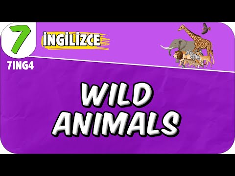 Wild Animals 📚 7. Sınıf İngilizce #2025