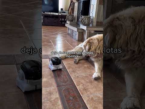 Este robot 🤖 cámara 🎥 de vigilancia 🧐para perros 🦮🐕‍🦺 es el segundo mejor regalo recibido