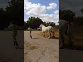 jument de 6 ans percheronne