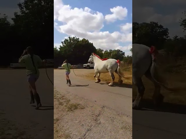 jument de 6 ans percheronne