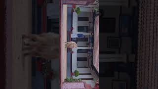 Anugraheethan Antony hd WhatsApp status #sunnywayne #suraj #mollywood #feelgood #hdstatus #petlove