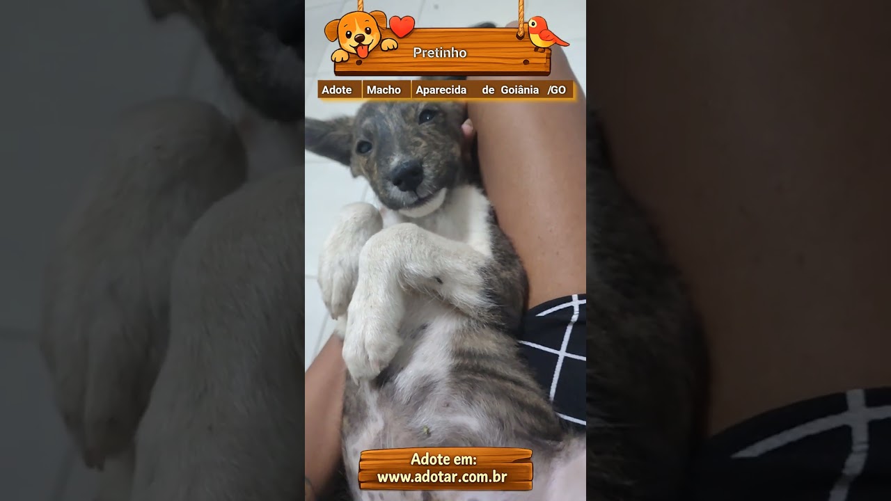Cachorro raça SRD-ViraLata idade 2 a 6 meses nome Pretinho