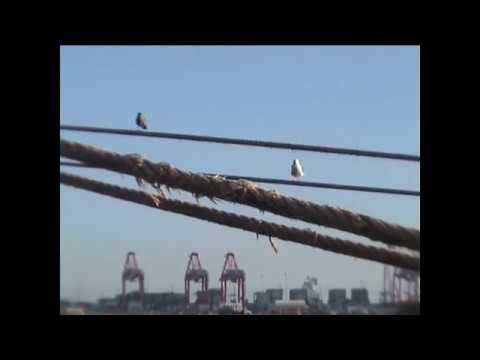 Frachtschiffreisen - An Bord der "MSC Ilona" - Teil 1 von 4 -