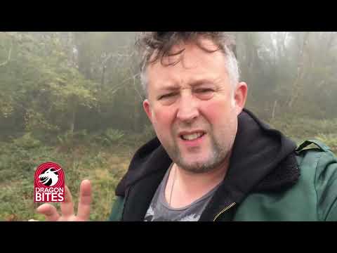 The Dragon Detective - DRAGON BITE #5 listen to the silence of the fog!