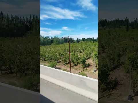 que lindo es ver el verde del alto Valle zona de mainque Río negro